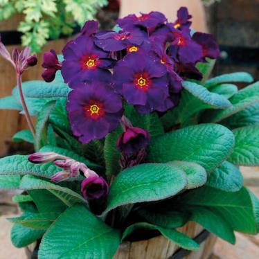 Polyanthus Stella Pheasant Eye- велурена иглика  (1148)